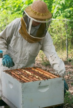 Keeping Honeybees in North Carolina: A Beginner’s Guide